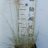 Sporobolus airoides