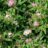 Spiraea jap. 'Genpei' (='shirobana')