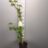 Spiraea jap. 'Sparkling Champagne'®