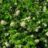 Stephanandra inc. 'Crispa'