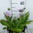 Stokesia laevis