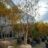 Styphnolobium japonicum (= sophora japonica)