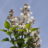 Syringa vulg. 'Beauty of Moscow'