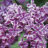Syringa vulg. 'Sensation'