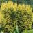 Taxus baccata 'Fast. Aurea'