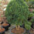 Taxus baccata 'Green Diamond'