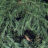 Taxus baccata 'Repandens'