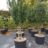Taxus media 'Hicksii'
