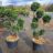 Taxus media 'Hicksii'