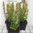 Teucrium cham. 'Album'