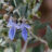 Teucrium fruticans