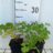 Thalictrum aquilegifolium