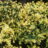 Thymus praecox 'Doone Valley'