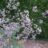 Thalictrum hybr. 'Elin'