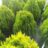 Thuja or. 'Aurea Nana'