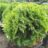Thuja occ. 'Danica'