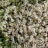 Thymus praecox 'Albiflorus' (=serp. 'albus')