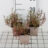 Thymus vulgaris