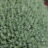 Thymus vulgaris