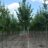Tilia mongolica 'Buda'