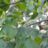 Tilia platyphyllos