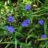 Tradescantia (a) 'Leonora'