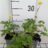 Trollius europaeus