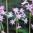 Tulbaghia violacea