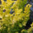 Ulmus holl. 'Wredei'