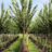 Ulmus hybr. 'Lobel'