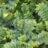 Ulmus minor 'Jacqueline Hillier'