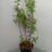 Vaccinium cor. 'Goldtraube 23'