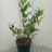 Vaccinium cor. 'Goldtraube 23'