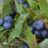 Vaccinium cor. 'Jersey'