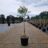 Vaccinium cor. 'Northland'
