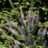 Veronicastrum virg. 'Lavendelturm'