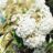 Viburnum 'Eskimo'
