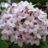 Viburnum carlesii