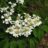 Viburnum plic. 'Mariesii'