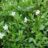 Vinca minor 'Alba'
