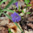 Vinca minor