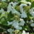 Viburnum plic. 'Mariesii'