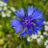 ZADEN CENTAUREA CYANUS