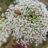 ZADEN DAURUS CAROTA