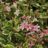 Weigela hybr. 'Nana Variegata'