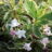 Weigela hybr. 'Nana Variegata'