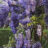 Wisteria sin. 'Prolific' (= 'boskoop')