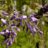 Wisteria brach. 'Yokohama Fuji'
