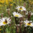 ZADEN LEUCANTHEMUM VULGARE