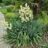 Yucca filamentosa